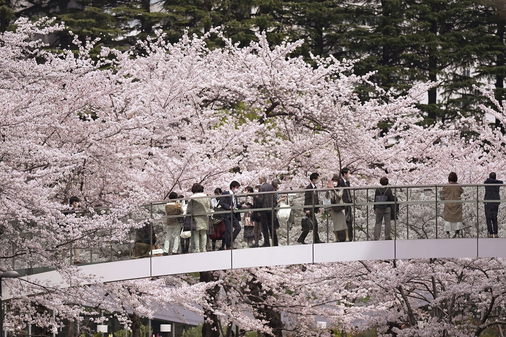 Climate Crisis Is Putting Japan'S Cherry Blossoms First 4 Japan Cherry Blossom Photo Gallery